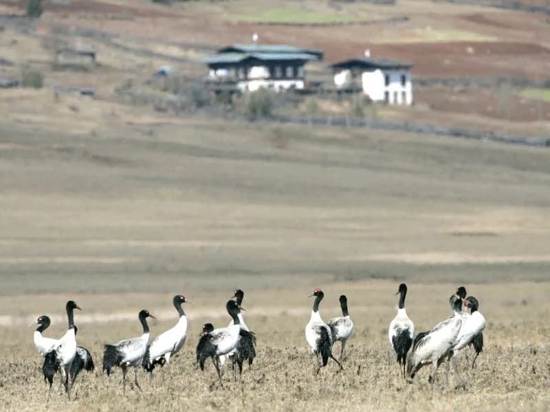 A flock of black-necked cranes spread across a harvested Phobjikha field