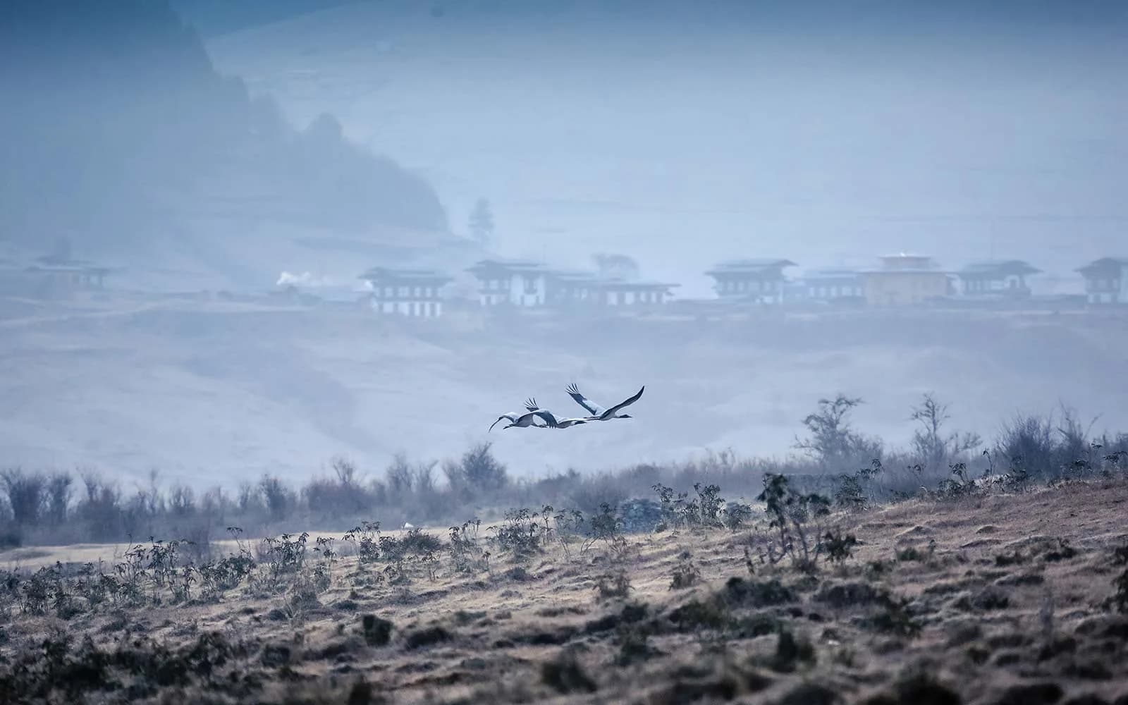 The open Phobjikha valley floor with potato fields, pine woods and a lone walker